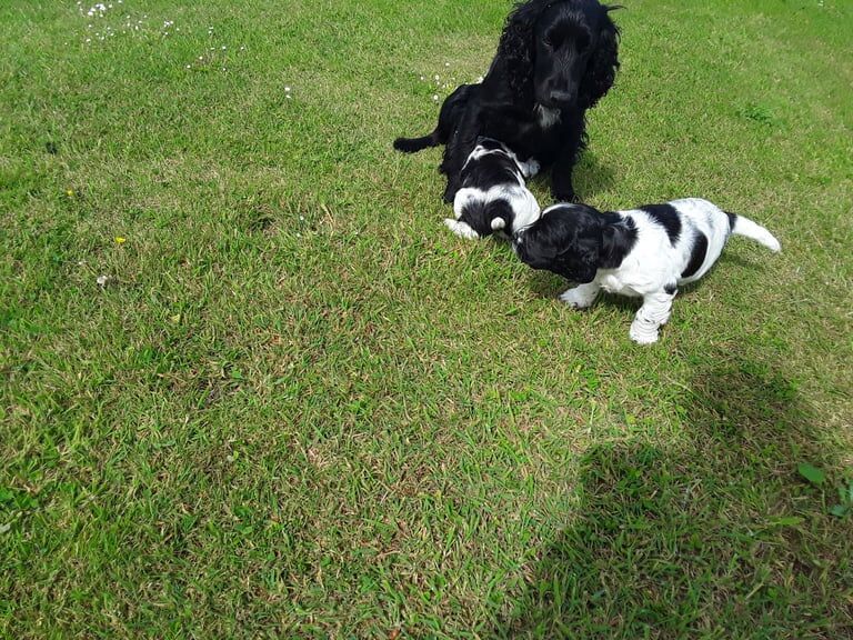 Cocker Spaniel puppies for sale in Highland Boath, Nairn – 8 months old - Image 3 of 3