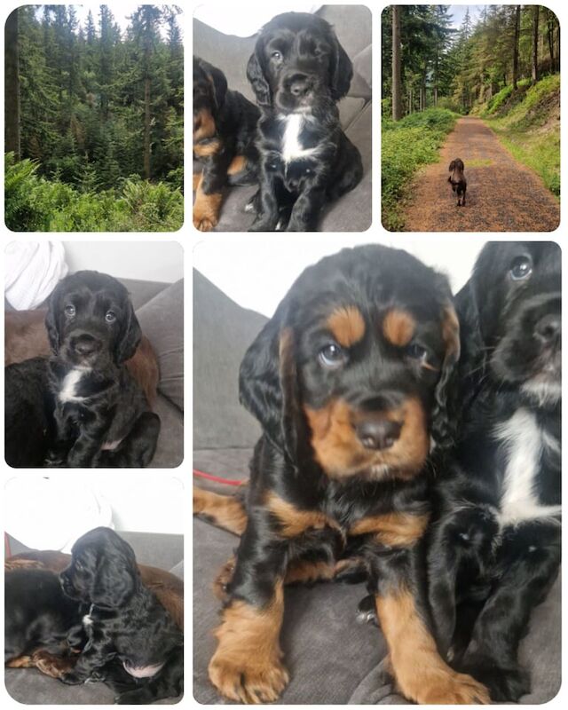Cocker spaniel pups for sale in Liverpool, Merseyside