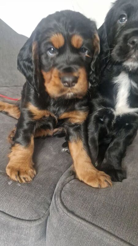 Cocker spaniel pups for sale in Liverpool, Merseyside | Image 2