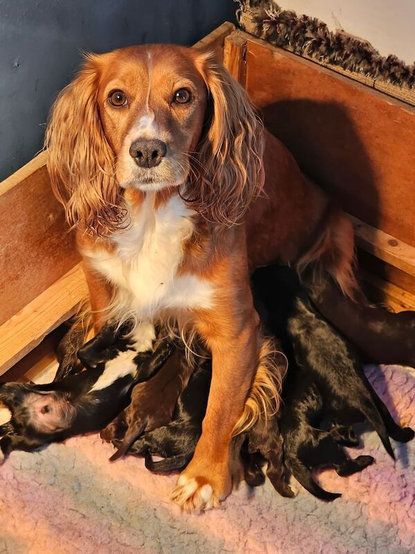 Cocker Spaniel puppies for sale in Galashiels, Roxburgh, Ettrick and Lauderdale – KC registered, 4 weeks old