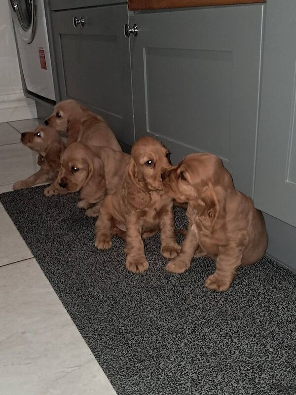 Cocker Spaniel puppies for sale in Castlederg, County Tyrone – 8 weeks old