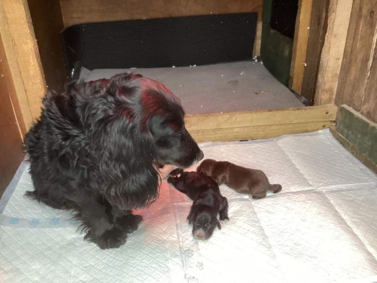 Cocker Spaniel Pups for sale