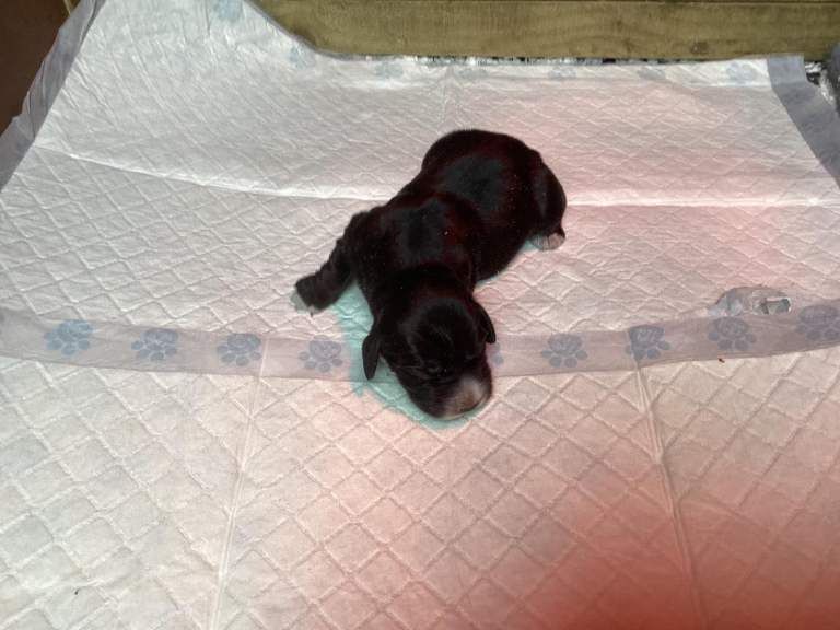 Cocker Spaniel Pups for sale - Image 2 of 5