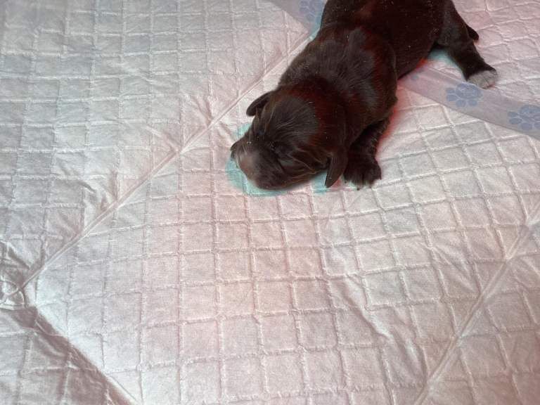 Cocker Spaniel Pups for sale - Image 3 of 5