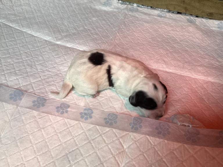 Cocker Spaniel Pups for sale - Image 4 of 5