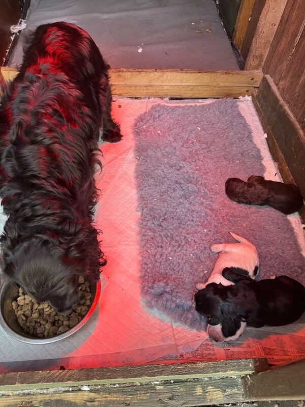 Cocker Spaniel Pups for sale - Image 5 of 5