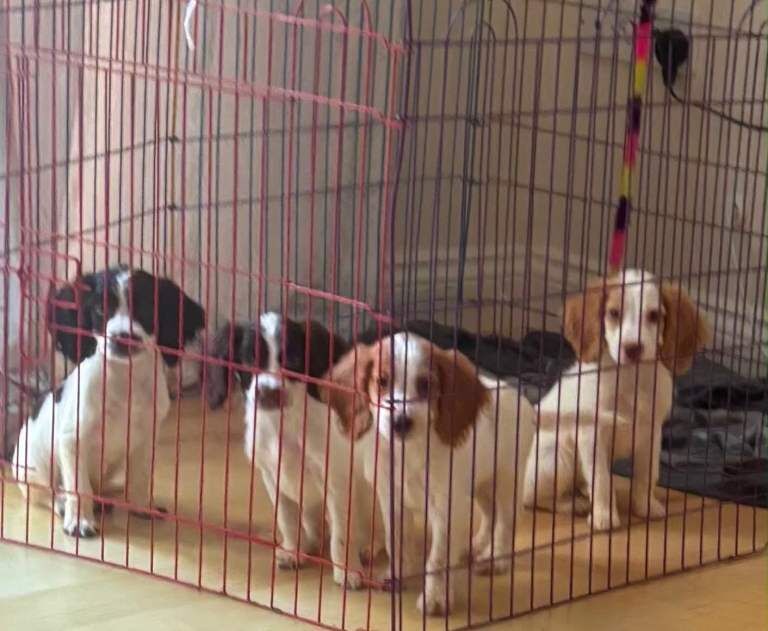 Cocker Spaniel Puppies For Sale Under £1,000