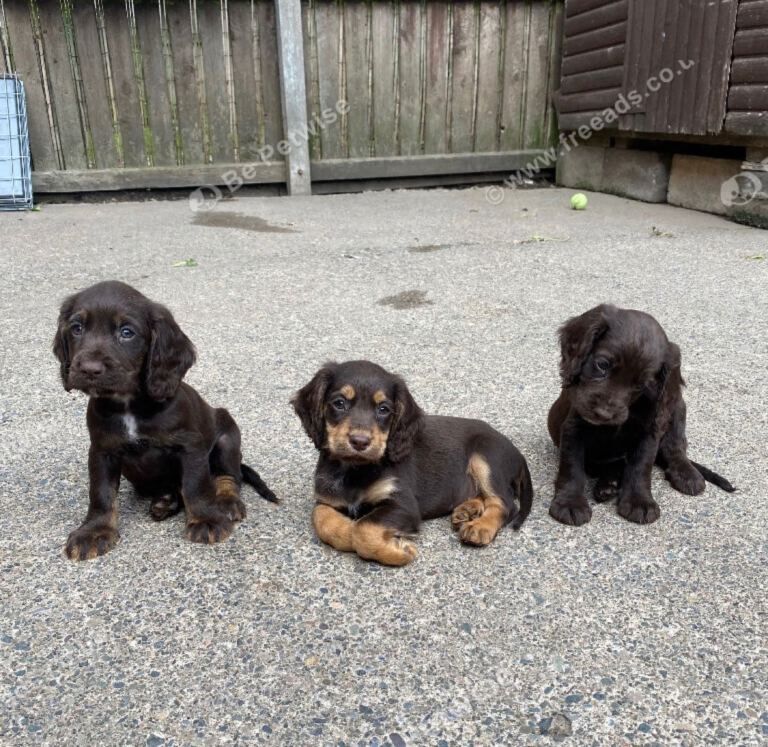 Cocker Spaniel Puppies For Sale