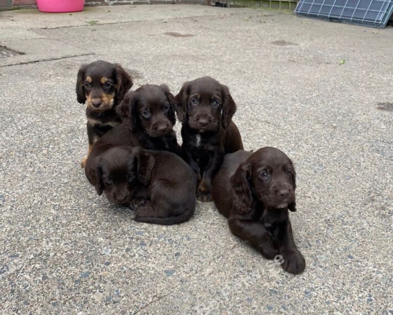 Cocker spaniel pups for sale - Image 2 of 6