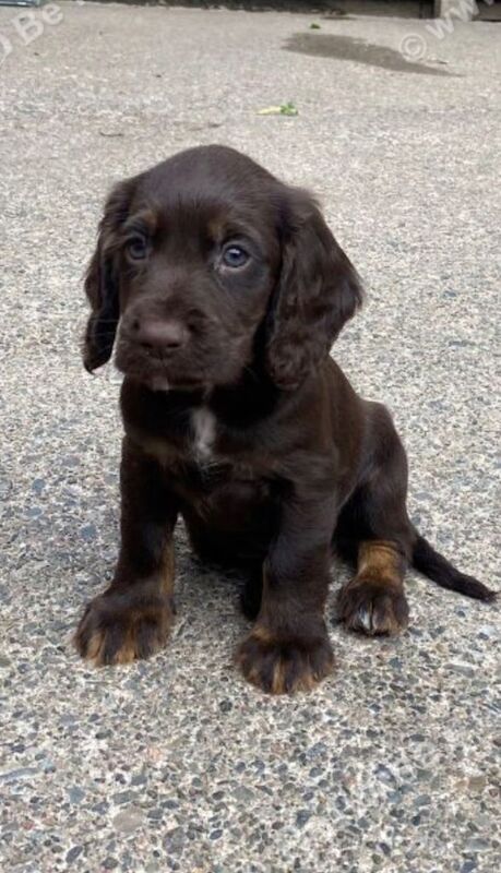 Cocker spaniel pups for sale - Image 3 of 6