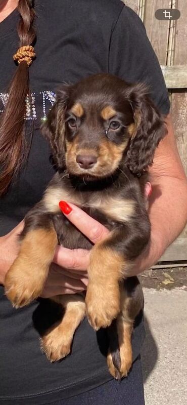 Cocker spaniel pups for sale - Image 4 of 6