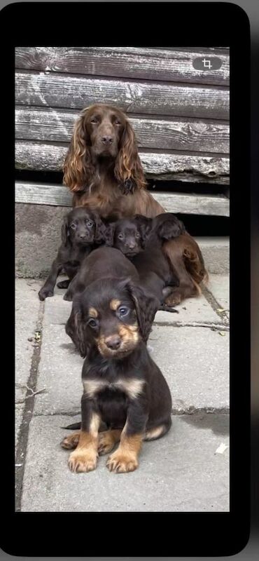Cocker spaniel pups for sale - Image 5 of 6