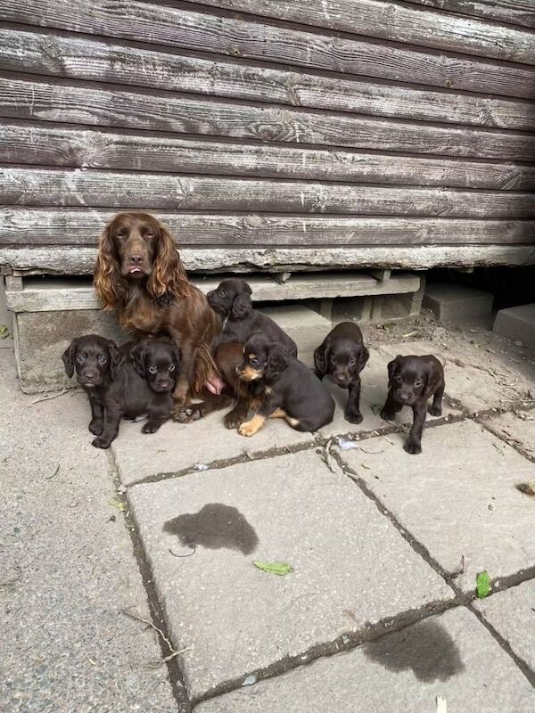 Cocker spaniel pups for sale - Image 6 of 6