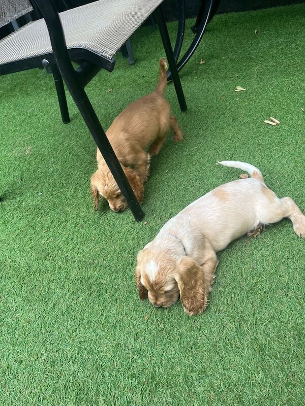 Cocker Spaniel puppies for sale in Coleraine, County Londonderry – 9 weeks old