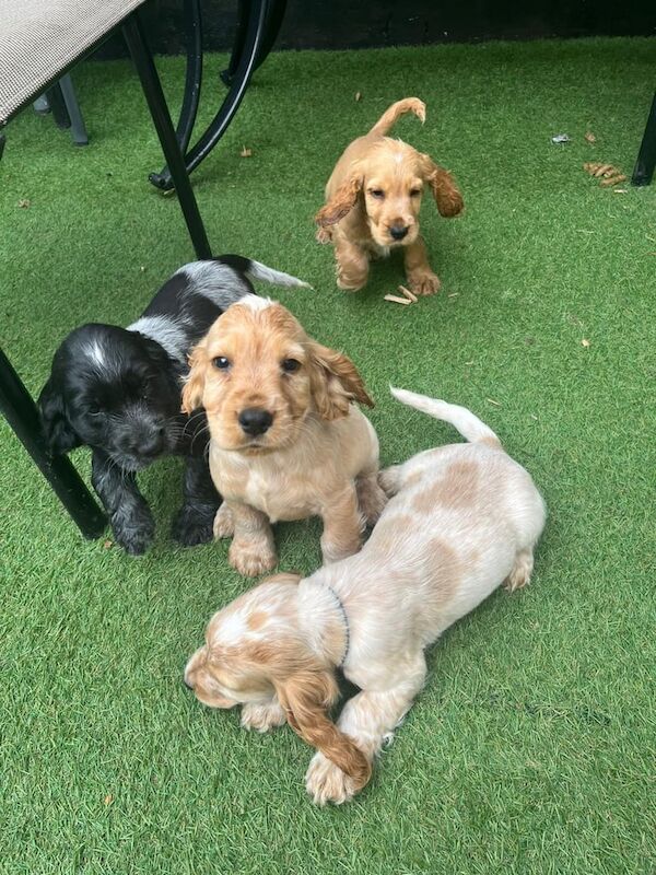 Cocker Spaniel puppies for sale in Coleraine, County Londonderry – 9 weeks old - Image 3 of 3