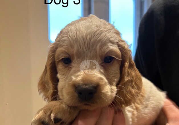 Cocker Spaniel puppies for sale in Barnard Castle, Durham – 1 year old - Image 2 of 5