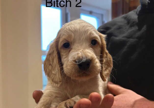 Cocker Spaniel puppies for sale in Barnard Castle, Durham – 1 year old - Image 3 of 5