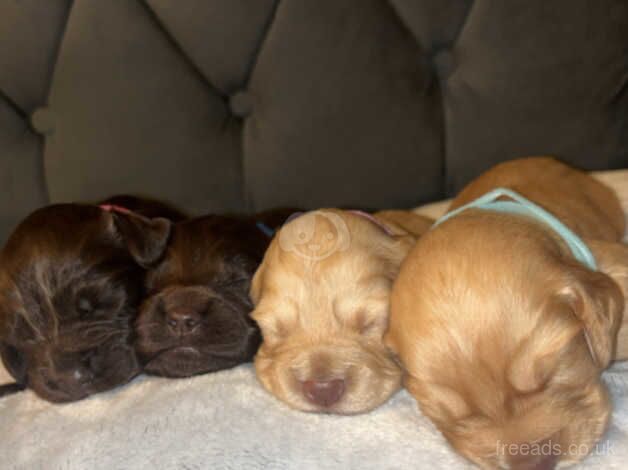 Cocker Spaniel puppies for sale in Bradford, West Yorkshire – 1 year old - Image 2 of 5