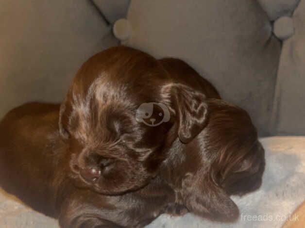 Cocker Spaniel puppies for sale in Bradford, West Yorkshire – 1 year old - Image 3 of 5