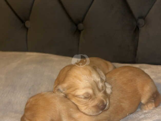Cocker Spaniel puppies for sale in Bradford, West Yorkshire – 1 year old - Image 4 of 5