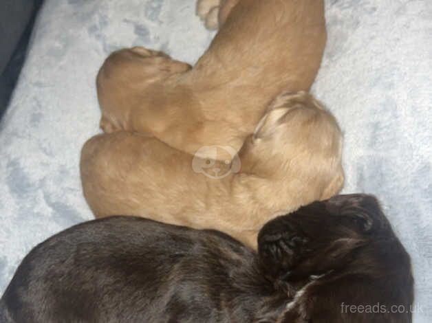 Cocker Spaniel puppies for sale in Bradford, West Yorkshire – 1 year old - Image 5 of 5