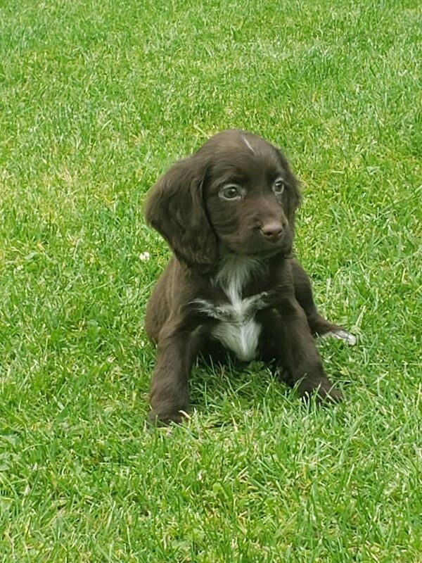 Cocker Spaniel puppies for sale in Dungannon, County Tyrone – 9 weeks old