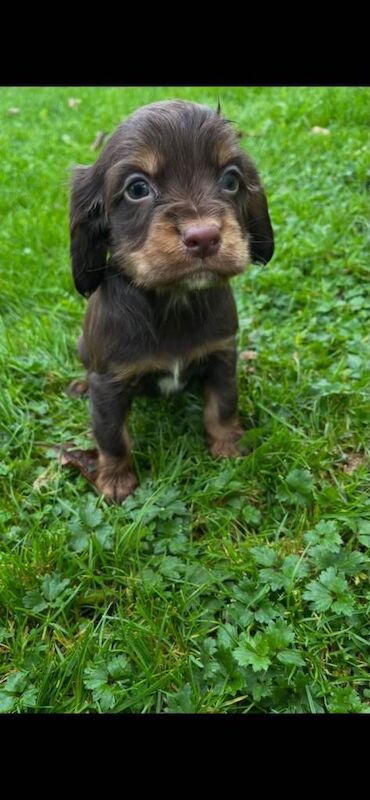 Cocker spaniel pups kc registered
