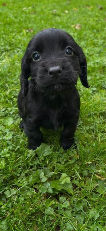 Cocker spaniel pups kc registered - Image 2 of 4