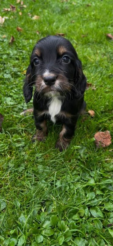 Cocker spaniel pups kc registered - Image 3 of 4