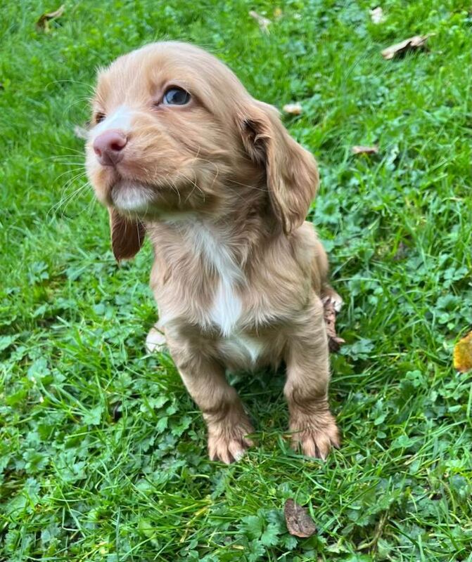 Cocker spaniel pups kc registered - Image 4 of 4