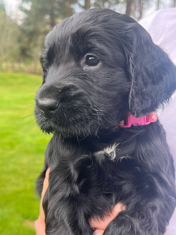 cocker spaniel pups kc registered {girls only}for sale in Tain, Ross and Cromarty