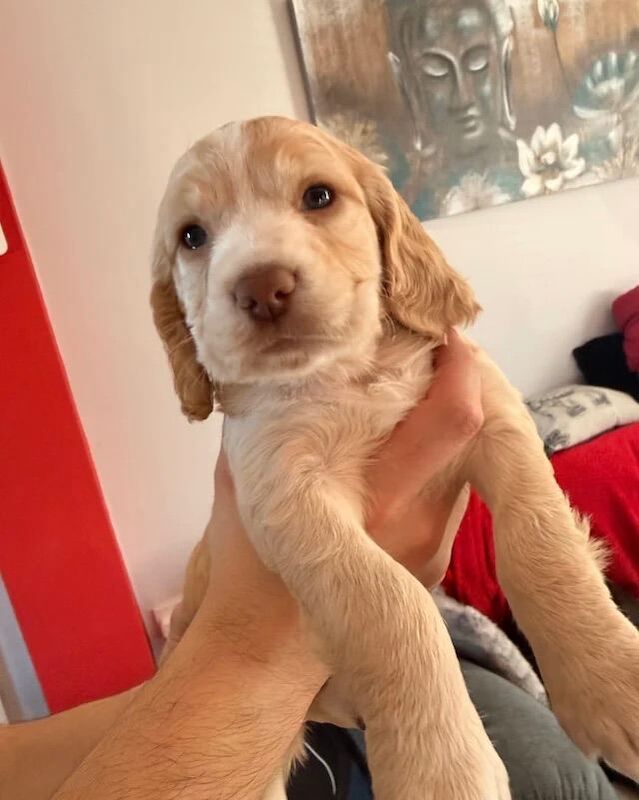 Cocker Spaniel Puppies For Sale