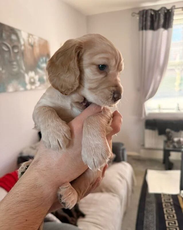 Cocker Spaniel pups, mam and dad KC reg - Image 2 of 3