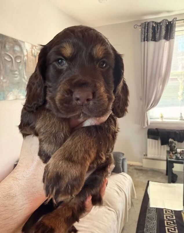 Cocker Spaniel pups, mam and dad KC reg - Image 3 of 3