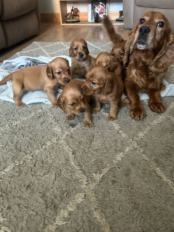 Cocker Spaniel puppies for sale in Derry Downs, Greater London – 11 months old - Image 2 of 3