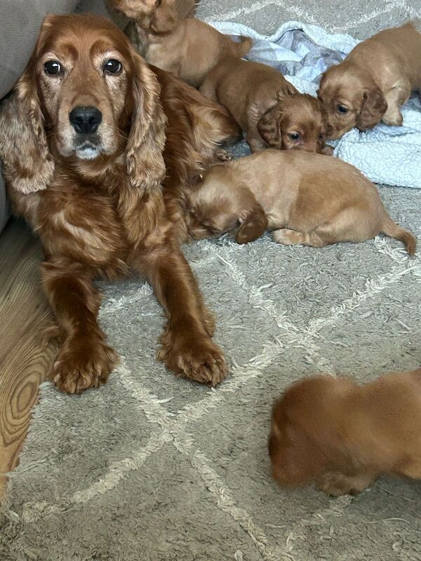 Cocker Spaniel puppies for sale in Derry Downs, Greater London – 11 months old - Image 3 of 3