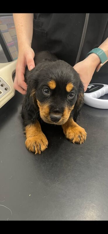 Cocker spaniel pups ready now for sale in Kempston, Bedfordshire