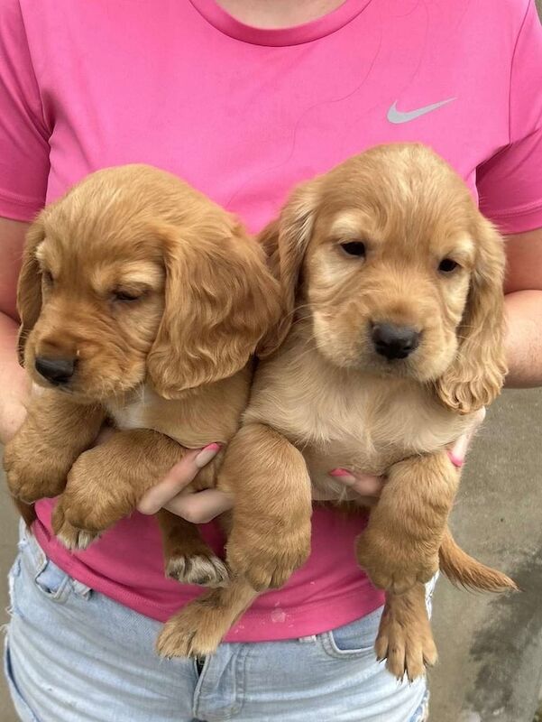 Cocker Spaniel puppies for sale in Selby, North Yorkshire – 9 weeks old - Image 2 of 3