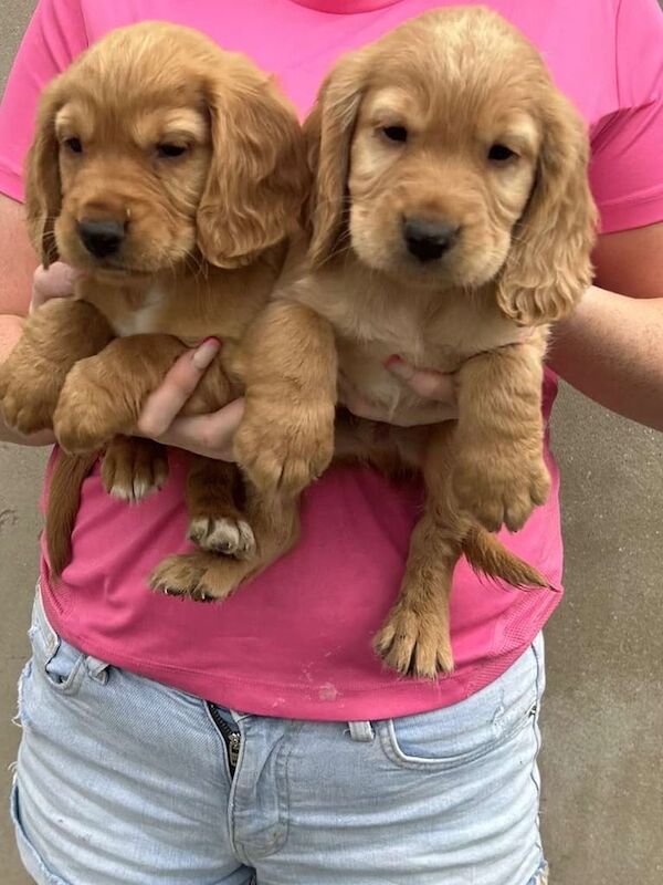 Cocker Spaniel puppies for sale in Selby, North Yorkshire – 9 weeks old - Image 3 of 3