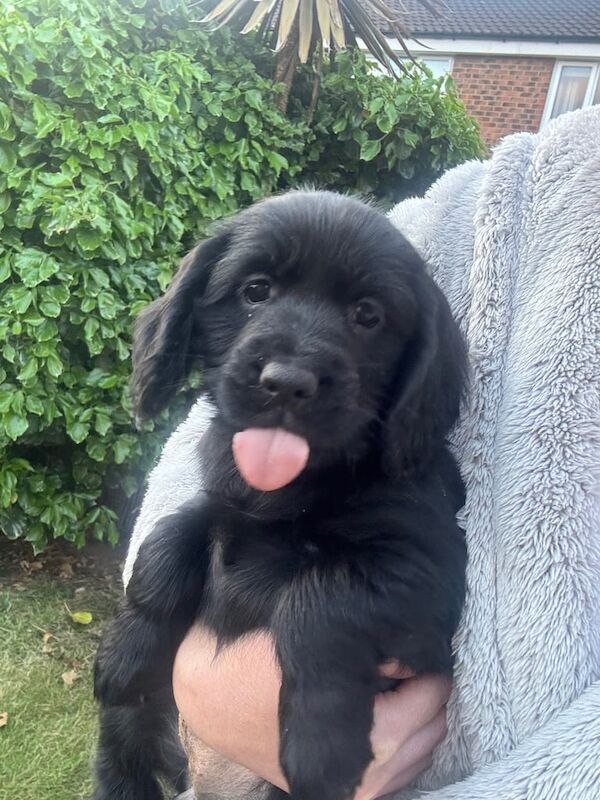 Cocker spaniel pups (Ready to leave) for sale in York, North Yorkshire