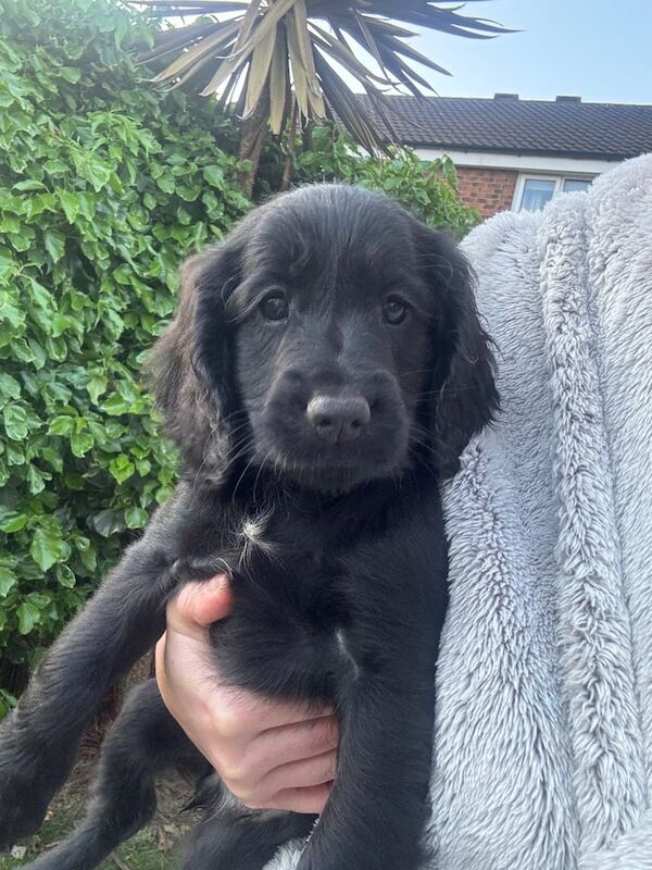 Cocker spaniel pups (Ready to leave) for sale in York, North Yorkshire | Image 3