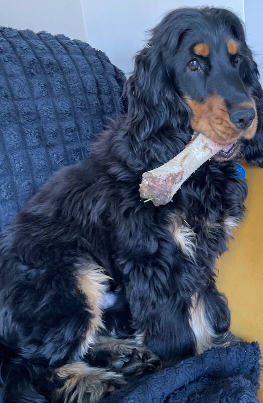 Cocker spaniel show cocker for sale in Rathfriland, County Down | Image 2