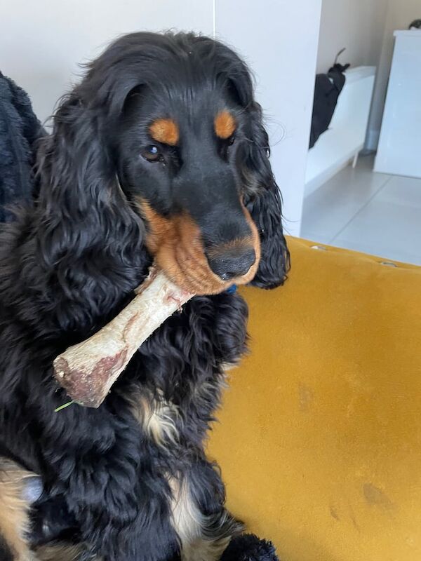 Cocker spaniel show cocker for sale in Rathfriland, County Down | Image 3