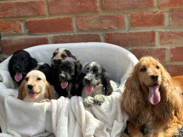 Cocker Spaniel puppies for sale in Fareham, Hampshire – 1 year old - Image 1 of 5