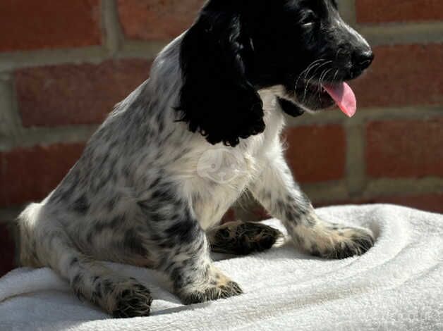 Cocker Spaniel puppies for sale in Fareham, Hampshire – 1 year old - Image 2 of 5