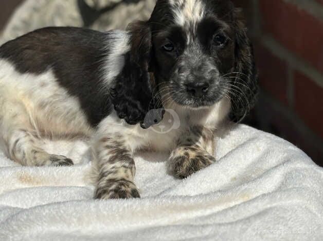 Cocker Spaniel puppies for sale in Fareham, Hampshire – 1 year old - Image 3 of 5