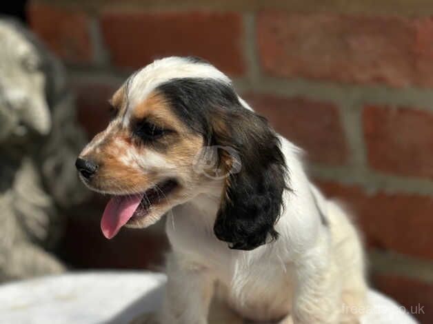 Cocker Spaniel puppies for sale in Fareham, Hampshire – 1 year old - Image 4 of 5
