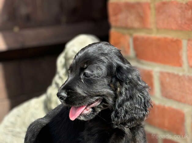 Cocker Spaniel puppies for sale in Fareham, Hampshire – 1 year old - Image 5 of 5
