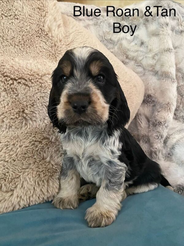Cocker Spaniel ( Show type)