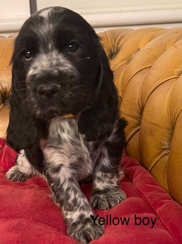 Working Cocker Spaniel Puppies For Sale